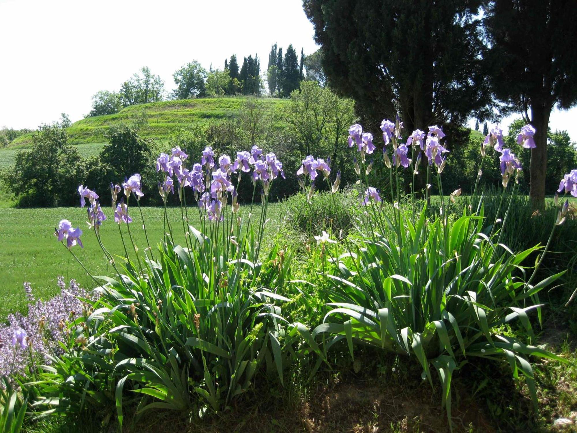 Agriturismo Il Caio 切托纳 外观 照片