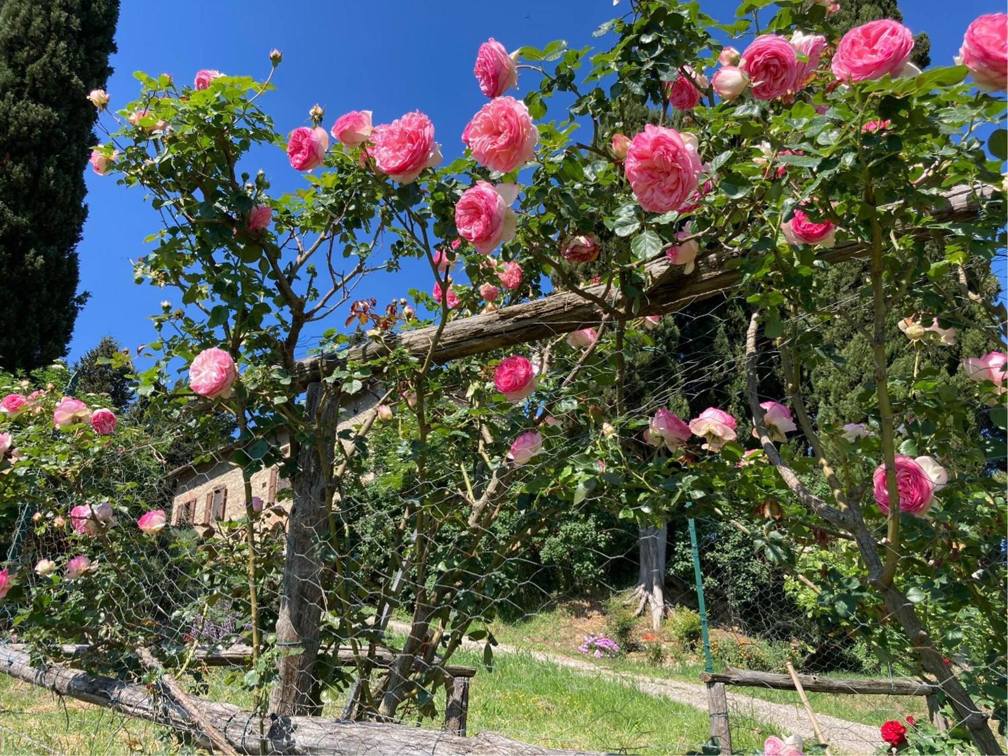 Agriturismo Il Caio 切托纳 外观 照片