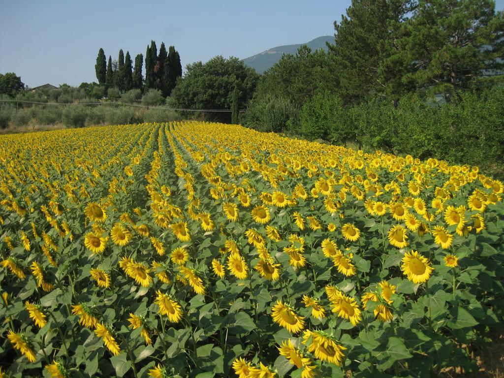 Agriturismo Il Caio 切托纳 外观 照片